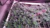 Day 10 of flower lightchange 009.JPG Day 10 of flower lightchange 009.JPG