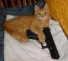 cat_with_gun_by_Resident_evil_nerd.jpg