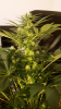 Screenshot_2015-05-23-17-04-56.png