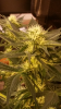 Screenshot_2015-05-23-17-04-52.png