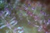 purp.jpg