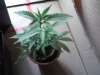 IMG1177.jpg