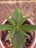 20150524_100731.jpg