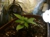 60 hours after both bulbs.JPG