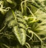 may28centerbudclose.jpg