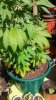 20150529_112126_HDR.jpg