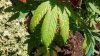 20150529_112157_HDR.jpg