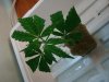 DSC02293.jpg