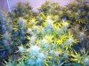 ak47_086.jpg