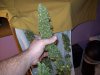 100_0088.jpg