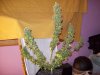 100_0093.jpg