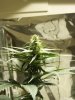 3.5 weeks 003.jpg