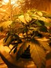 whitewidow2.jpg