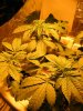 whitewidow3.jpg