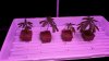 20150531_183847.jpg 20150531_183847.jpg