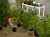 grow pics 076.jpg