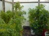 grow pics 075.jpg