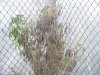 grow pics 077.jpg