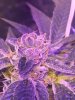 Garden_Ablaze_Seeds_-_Neverland.jpg