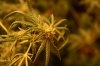 15 Pre-Harvest (12).JPG