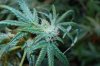 15 Pre-Harvest (3).JPG