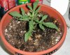 gallery_7297_3101_172686.jpg