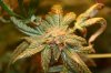 16 Pre-Harvest (1).JPG