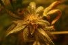 16 Pre-Harvest (2).JPG