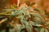 16 Pre-Harvest (7).JPG