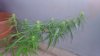 DSC_0076.JPG