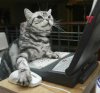 catcomputer.jpg