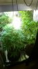 WP_20150611_18_46_05_Pro.jpg