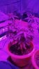 plantsideclean.jpg plantsideclean.jpg