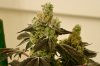 Platinum Cookies CU.jpg