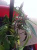 ImageUploadedByTapatalk1434586919.618847.jpg ImageUploadedByTapatalk1434586919.618847.jpg