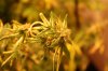 17 Pre Harvest - Rough Shape (10).JPG