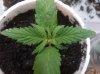 123hybrid.jpg
