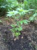 20150623_132127.jpg