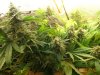 1stscrog2.jpg