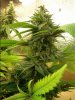 bigbud.jpg
