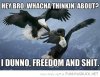 funny-eagles-playing-thinking-about-freedom-shit-birds-pics.jpg