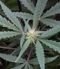Pyramid Auto Blue.jpg