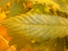 DSC00732.JPG