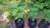 20150629_093549.jpg