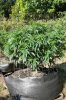 CBC #4 pheno.jpg