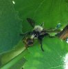 weird_bee_killer.jpg