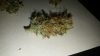 Tallryder3 (Medium).png