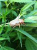 cicada.jpg