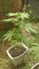 IMAG0246.jpg