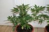 DSC01779.JPG